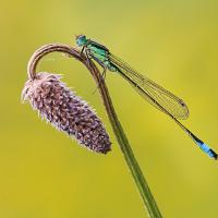 Blue-Tailed Damselfly 5 